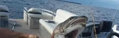 小伙钓鱼，鱼钩一沉以为是个大家伙，拉起钩来却从来没见过