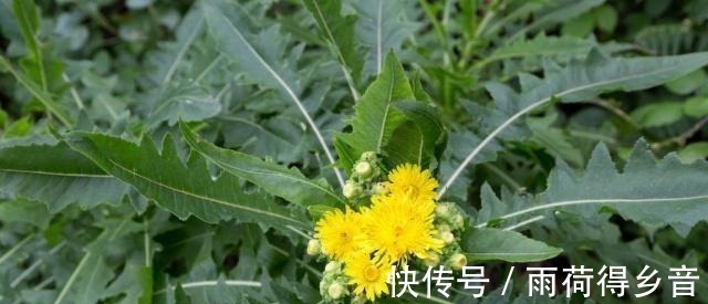 猪特|农村这种野菜能活血化瘀，猪特爱吃，城里人却错当蒲公英挖回家！