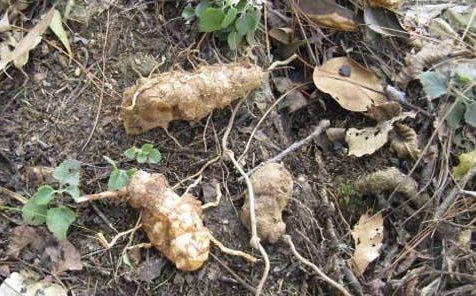 宁心安神|长松林下得灵根！这种食材利水祛湿，用来煮水有助减肥