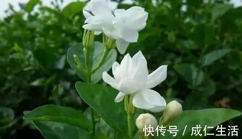 养花却不开花?学会这一招,立马开花爆盆给你看!