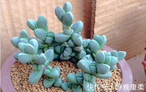 公认省心的多肉植物,不生病虫害,好养开花美,适合新手!