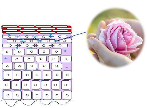 肤质|“纷享”娅黛兰蒂Adelay之旅,探寻保加利亚玫瑰谷的奥秘