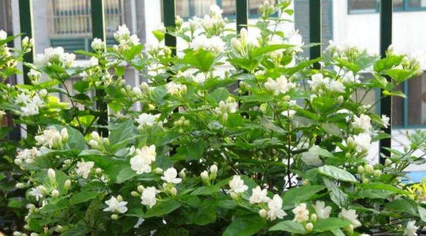 3种花“越剪越旺”,没事常剪剪,剪成秃头,一月大变样,开花多