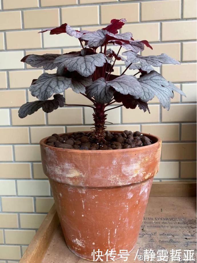 虎皮兰,红掌,吊兰养成老桩,变成大树,真壮观