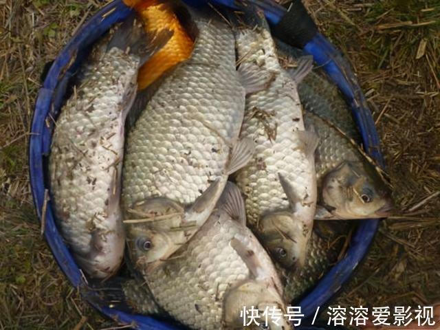 饵料|除了麦粒和蚯蚓,这几种饵料,用来野钓鲫鱼,中钩都是大鲫鱼