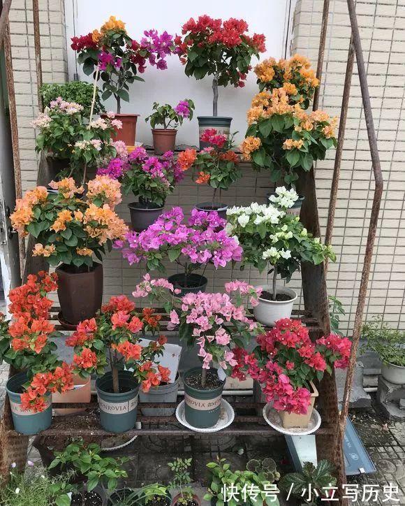 天冷了，15种漂亮花喜欢“大太阳”，多晒长得壮，花更多