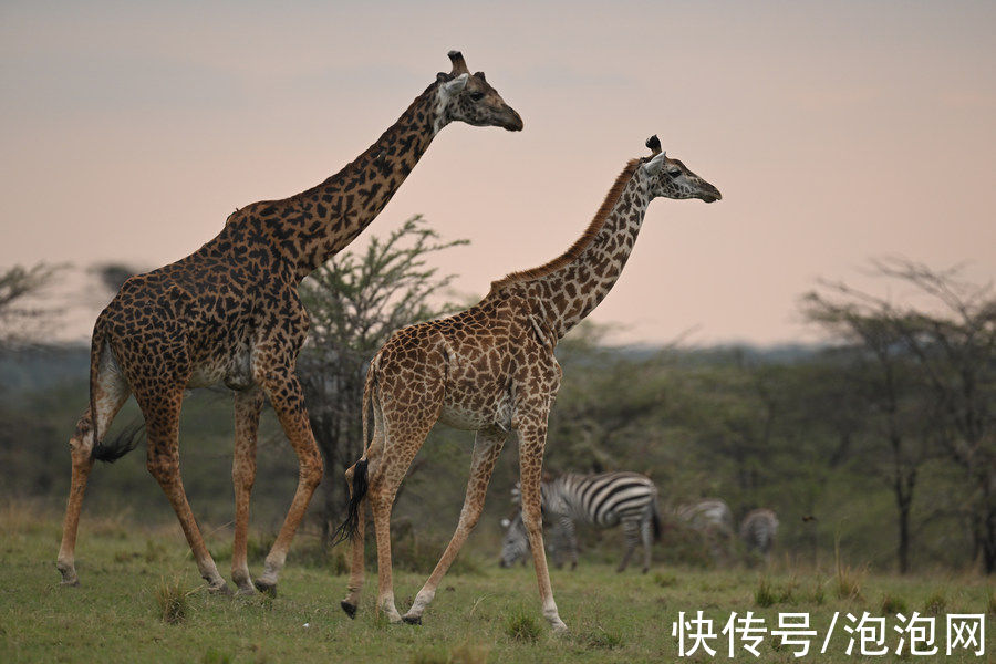 样片|高素质！尼康Z 400mm f/2.8 TC VR S实拍样片