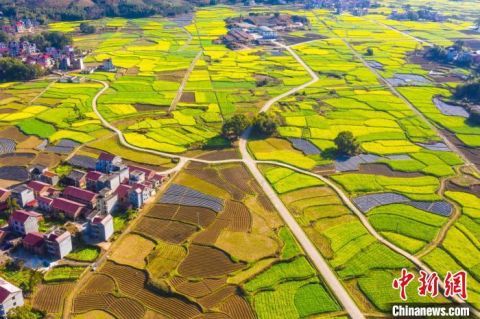 航拍江西多地油菜花陆续绽放 一派春日田园景象