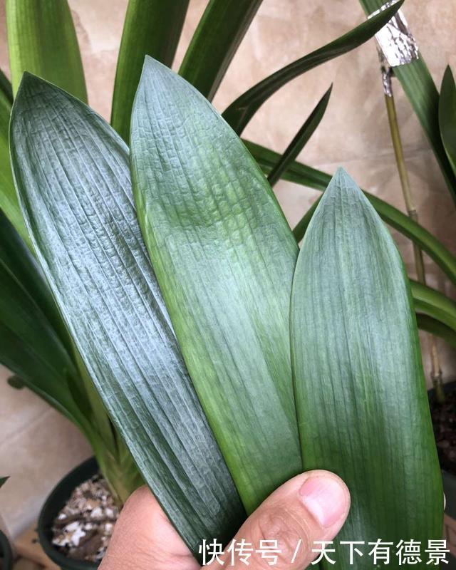 花开富贵|老花农用鸡蛋养君子兰,一年开两次花,叶子更是碧绿闪光