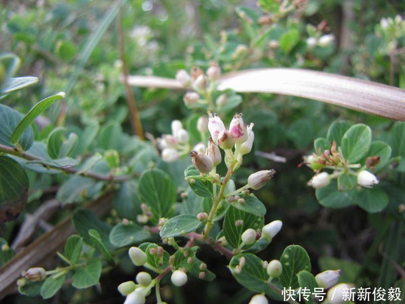 这树价值珍贵,树根更是稀罕物,内含“黄金”,但看见请好好保护