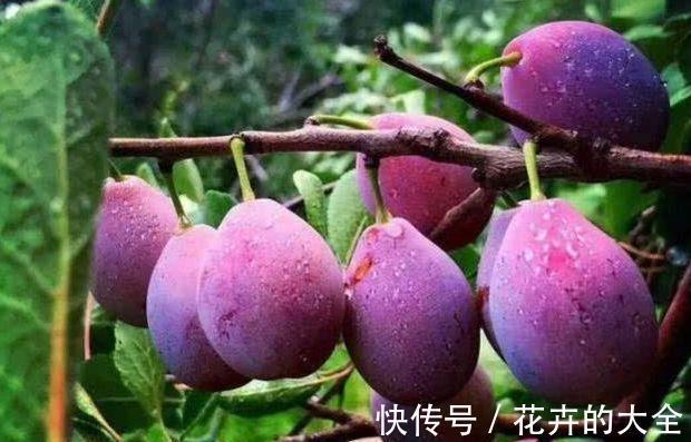 冬病夏治|想变美的女性要常吃3物,提高食欲,延缓衰老、排毒养颜气色好