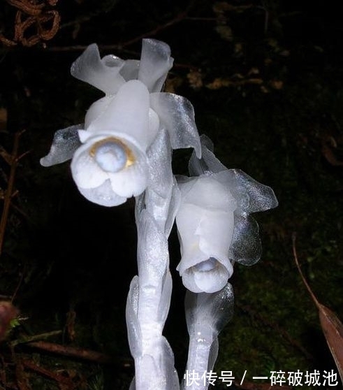 专家|村民野外看见这种花不淡定了,掉头就跑,专家:你太幸运了