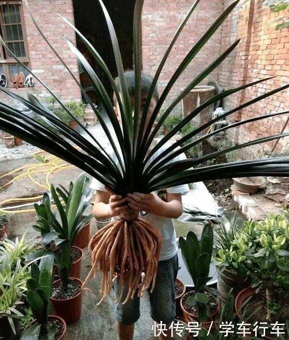 养君子兰,学会使用3种肥料,长得就像“大白菜”,天冷就开花!