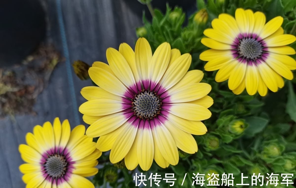 花花|3个养花坏习惯，要赶紧改掉，不然花养得再多也养不好