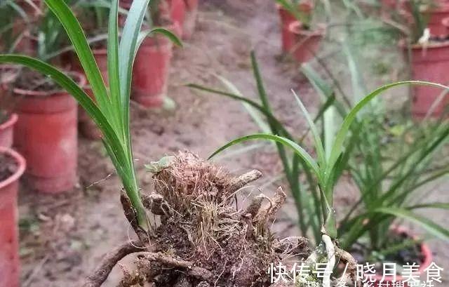 剪掉叶片的兰花，还能成活再生吗？兰友：合理操作，兰株更漂亮