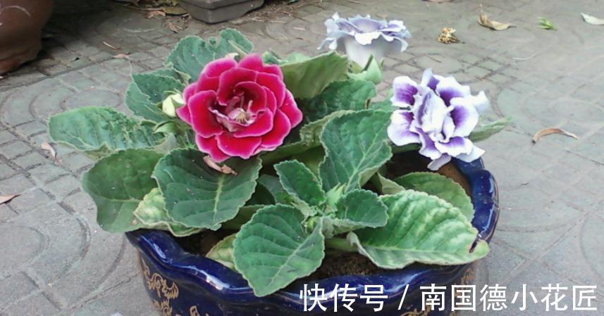 浇水|想要在家养花,想要大富大贵,不如就盆栽它,好活、寓意美