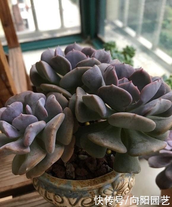 补光灯|没有露台，又不想用补光灯，不要选景天科多肉，很容易徒长