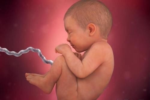 阶段|胎儿在母体是如何长大的?一组图告诉你,不同阶段宝宝的发育过程