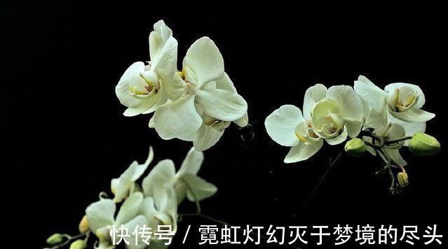 爆盆|捡点它垫在盆底,兰花养20年不烂根,盆栽兰花根肥壮撑爆盆