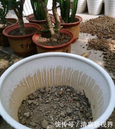 灭菌|养花的土,这样消毒“处理一下”,没有虫子病菌,花草长得旺!