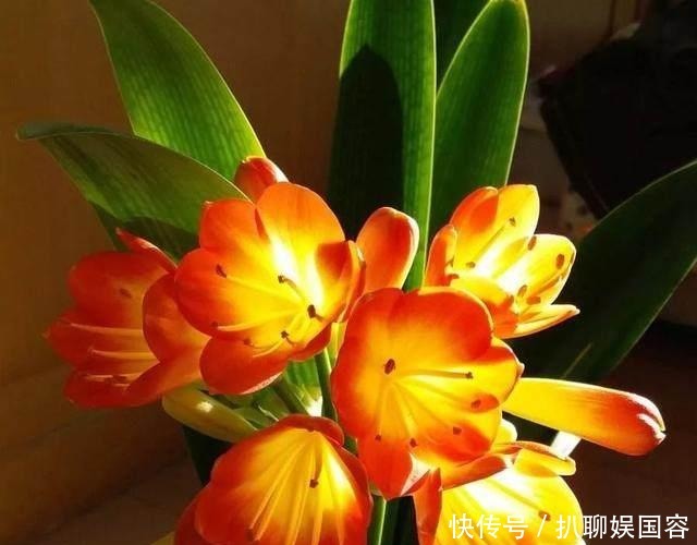 生长|君子兰盆里丢点这个,叶子油绿发亮,一年花开2次!