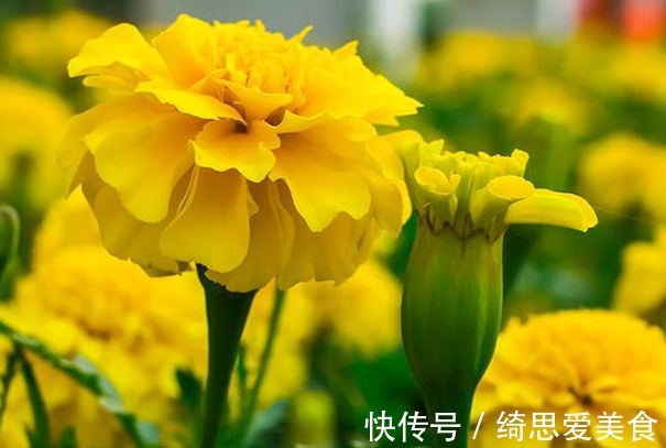 此花是一种敬老之花，寓意吉祥，祝愿长辈健康长寿！