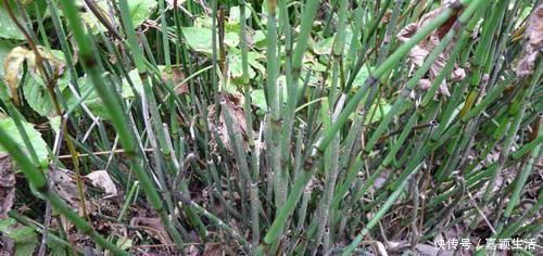 竹节菜|这种野草曾被古代用于引产，如今是农民日常备用药，你们认识吗？