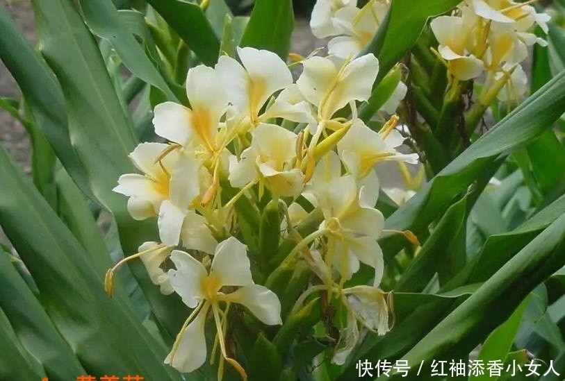 供奉佛菩萨:应该必须知道的“十二种圣花”