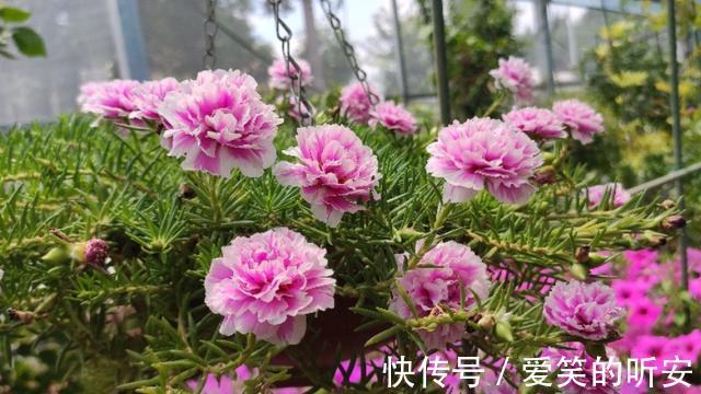 太阳花|逛花市碰到这三种花,一定要买一盆,它们都是夏季开花“劳模”