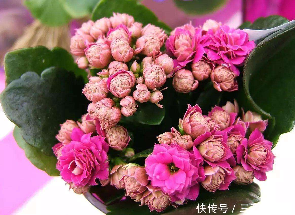 盆栽|“家家都有的营养液，给花卉滴10滴，叶子油光翠绿开花500朵