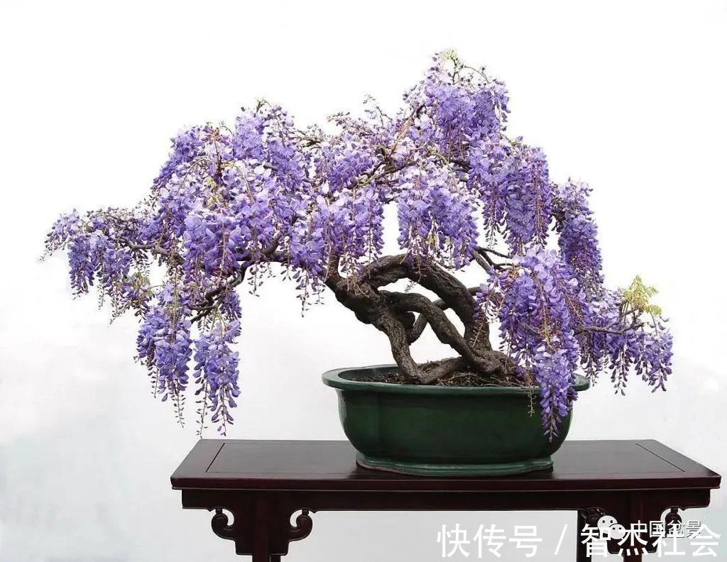 盆景@赵庆泉:请别叫我“大师”,我就是个“做盆景的”