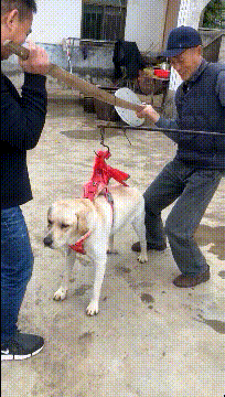 |搞笑gif段子:看见美女就会情不自禁吗