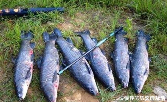 野钓|野钓为何会出现小鱼闹钩?至少有这几招,避开杂鱼直取大鱼