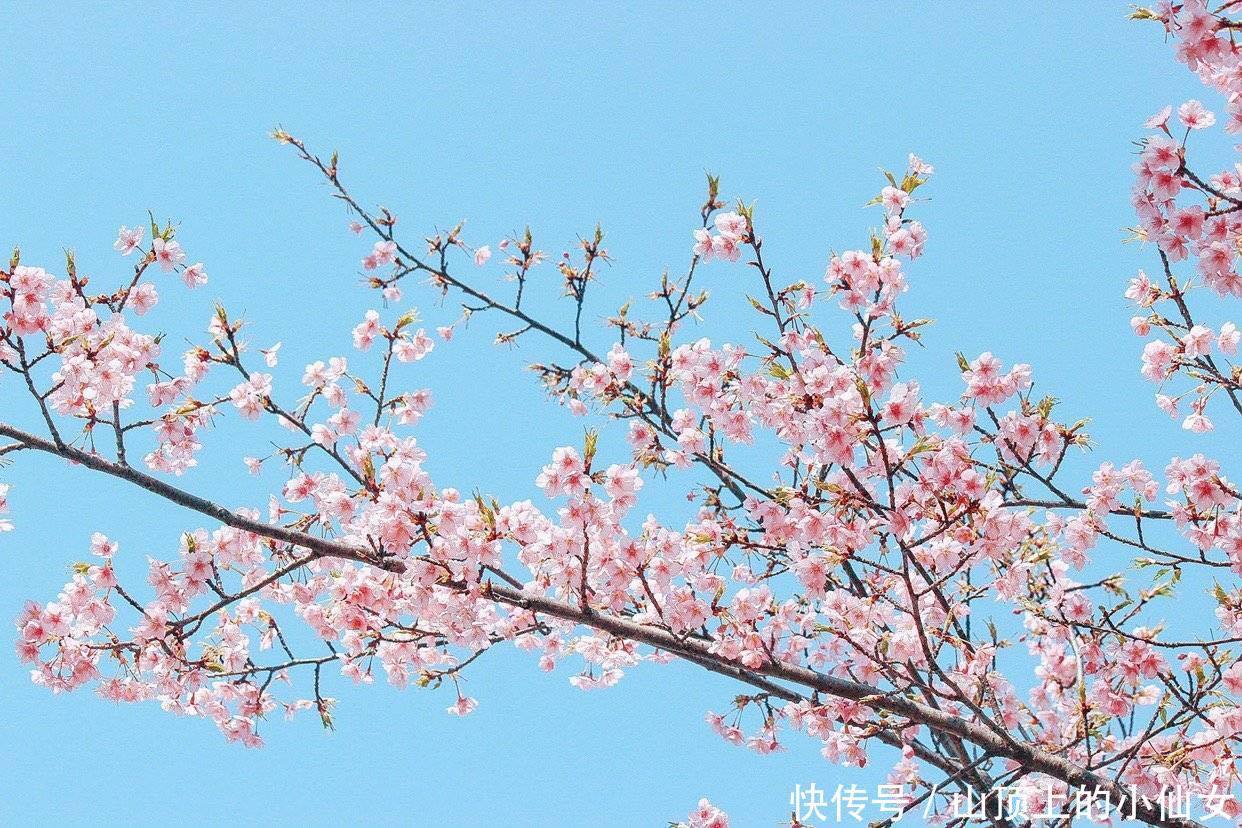 不负春色 | “春茶繁花” 私藏春季献礼|杭州天域开元观堂 | a8338