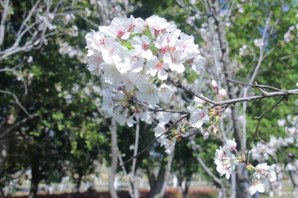 又到樱花纷飞时