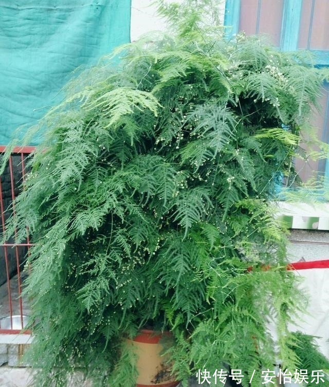 对门邻居家的“文竹”养成精了,整个屋子都爬满了,养花真技术