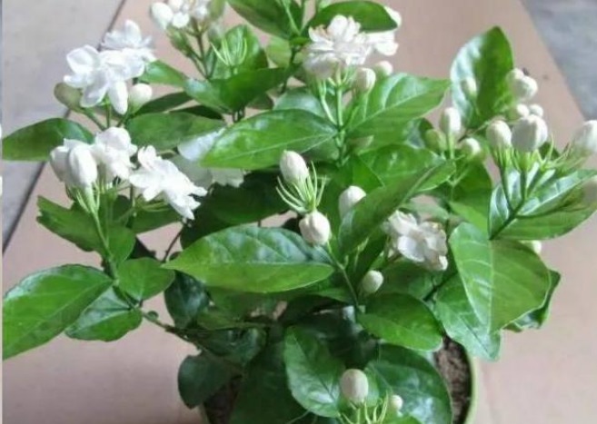 做好|想要“茉莉花”开花多,做好“三点”,轻松爆满盆,满屋飘香!