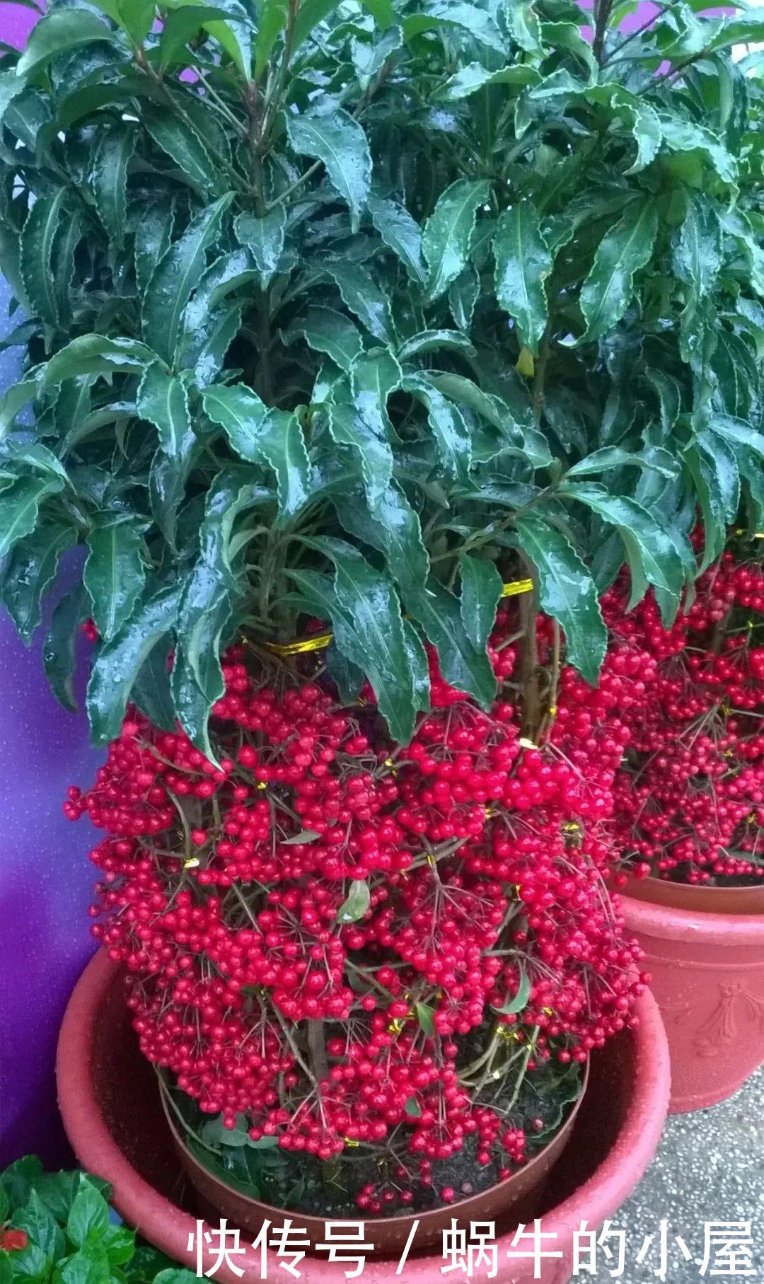 不同环境适合养的盆栽花卉，选合适自己的开花植物很重要