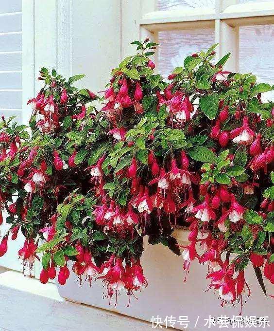 绿萝|比绿萝还漂亮的花,一个枝泡水里,10天长根,喜庆好看,一开99朵