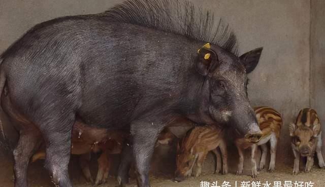 四大|农村有“四大怕、四大喜、四大急、三大宝”,道出农村人的智慧