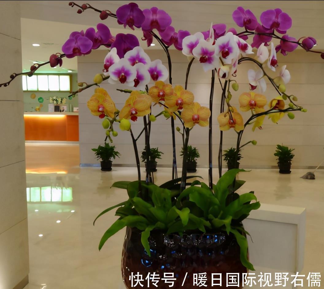 盆栽|5种“耐阴花”,养在北阳台上不见光,开花也很爆