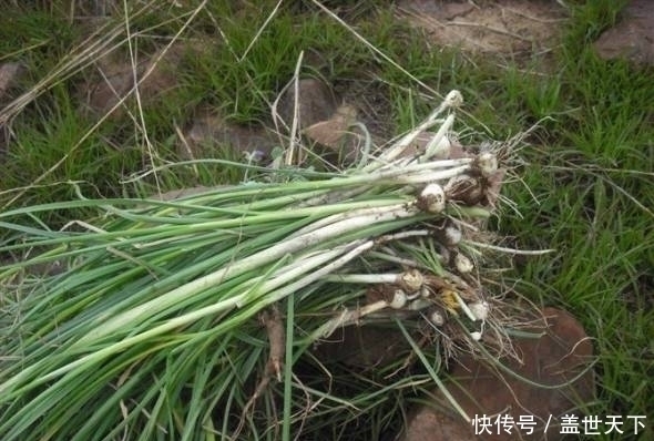野葱|提个醒：农村荒地遇见此物，记得摘回家，好处十分的多，了解下