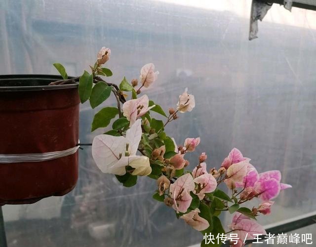 有花苞的三角梅枝条太细怎么增粗不要短截,只需多次摘心小造型!