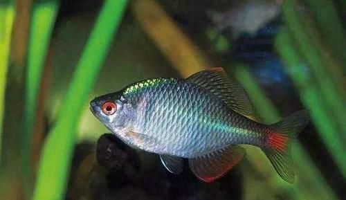 观赏鱼|农村池塘一种鱼，被叫做“屎光皮”，过去没人要，现在成了香饽饽