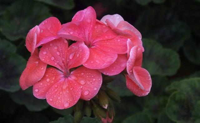 几款花卉,便宜又好养,颜值超高,寓意好