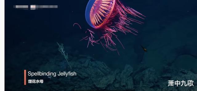 在天空放烟花太落后!科学新发现,海底1200米可放烟花