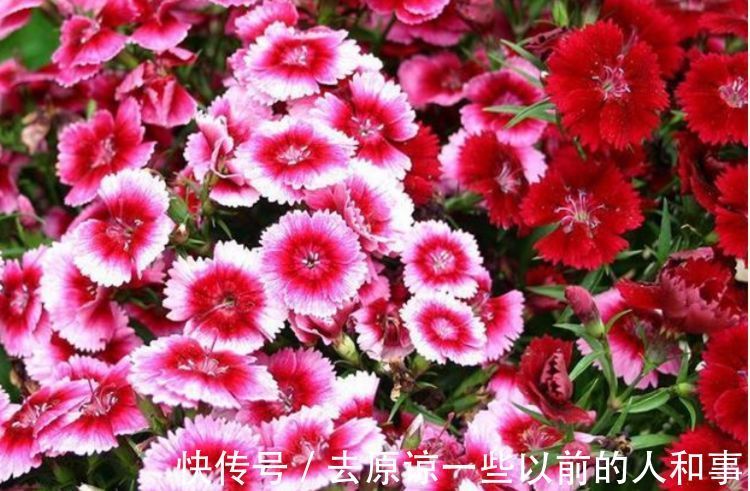 3种花很适合阳台养，花香四溢，开花旺，养庭院，十里飘香