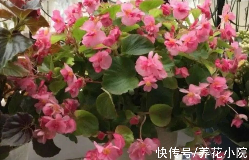 植株|6种漂亮花，家里养一盆，四季都能开花