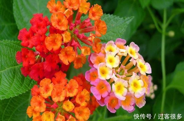 一种植物,在国外臭名昭著,国内却当盆栽养,你认识吗