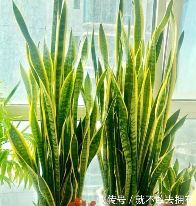 净化|土豪都养3种花,镇宅又旺运,寓意吉祥人人爱,家里养真适合